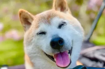 Falleció Kabosu, la famosa can de una conocida criptomoneda