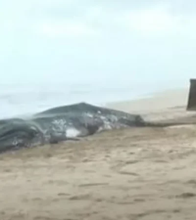 Una de las ballenas muertas que aparecieron muertas en Buenos Aires.