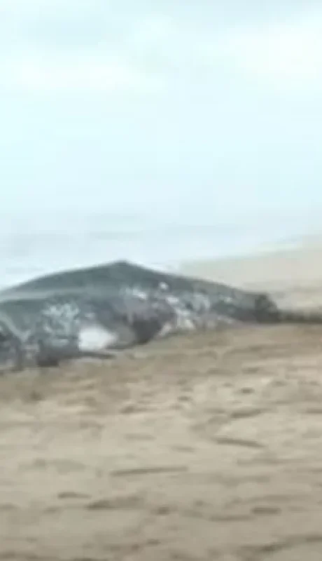 Una de las ballenas muertas que aparecieron muertas en Buenos Aires.