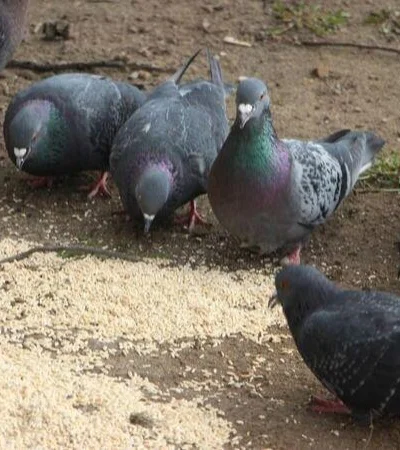 paloma-psitacosis-enfermedad-contagio-png.