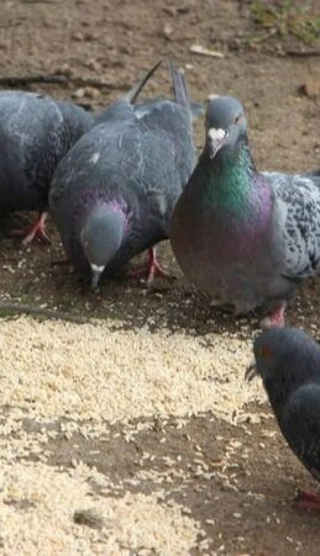 paloma-psitacosis-enfermedad-contagio-png.