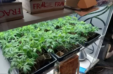 Mendocann: La expo del cannabis que revoluciona la provincia