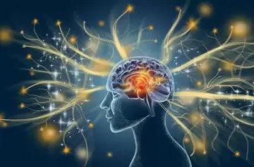 ¿Quién manda dentro del cerebro? Los avances de la neurociencia computacional