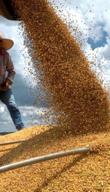 Producción de soja.