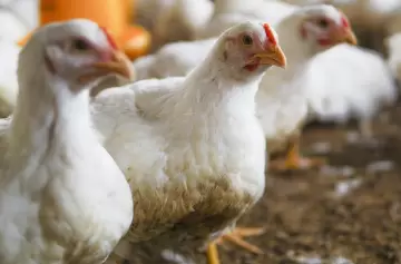 Una buena: un sector de la economía creció por las exportaciones