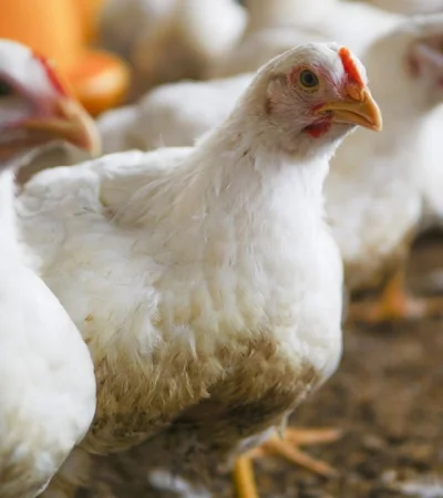 Una buena: un sector de la economía creció por las exportaciones