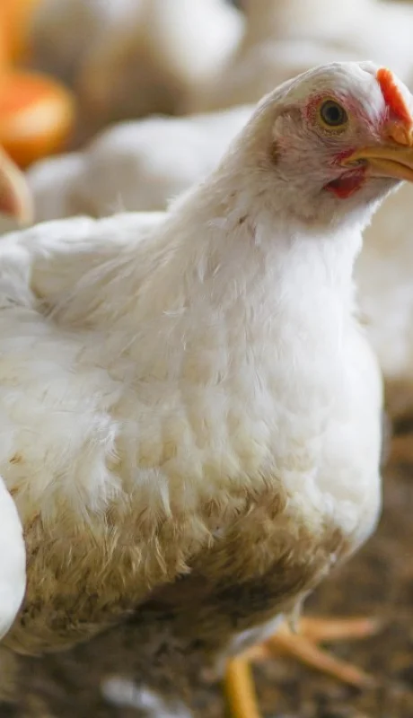 Una buena: un sector de la economía creció por las exportaciones