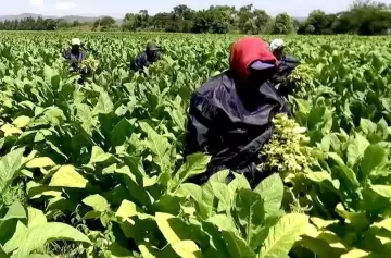 La fundación SALES propone alternativas al cultivo de tabaco