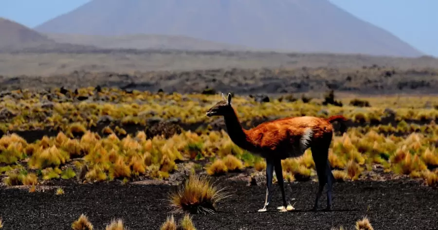 La actividad volcánica que dio forma al paisaje actual de la Payunia se produjo a finales del período terciario.