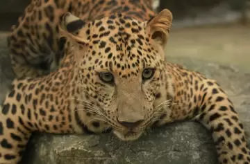Un total de 6.000 argentinos bautizaron como Tañhi Wuk a un yaguareté de Formosa