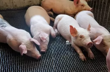 Uruguay elige los cerditos argentinos