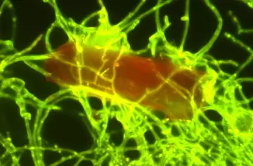 ¿Cuál es el hongo hambriento que "come" plástico?