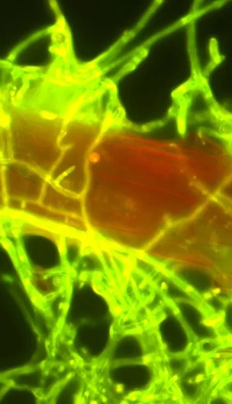 Plástico colonizado por hongos