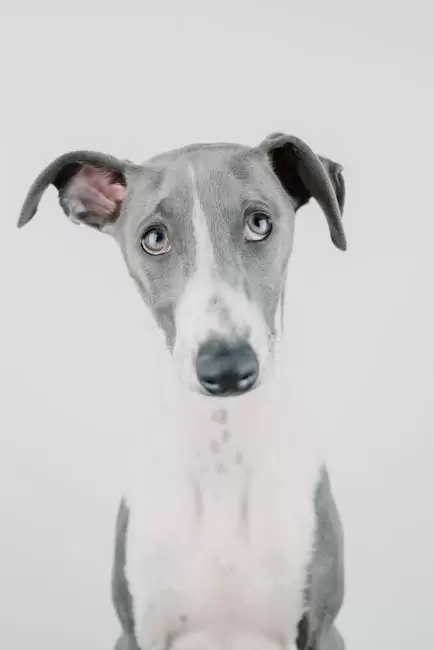 Galgo