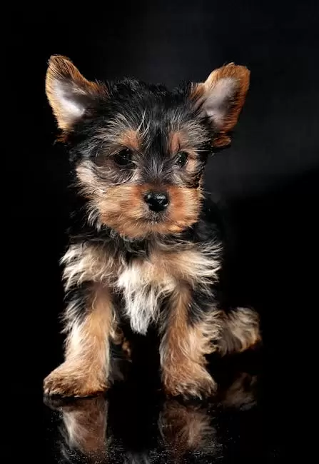 Cachorro Yorkshire Terrier