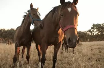 Argentina venderá aves y caballos a un país vecino