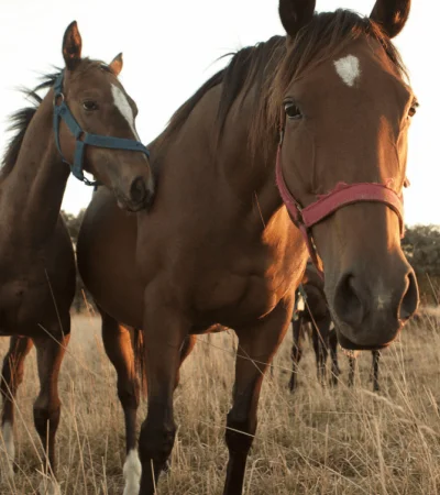 caballos