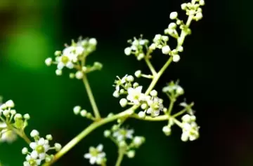 Esta es la hierba milagrosa contra la artritis reumatoide