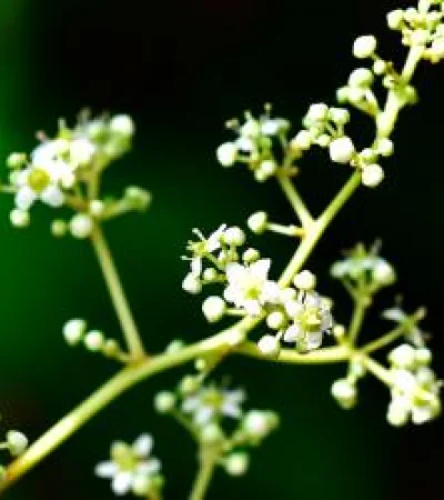 Vid del dios del Trueno