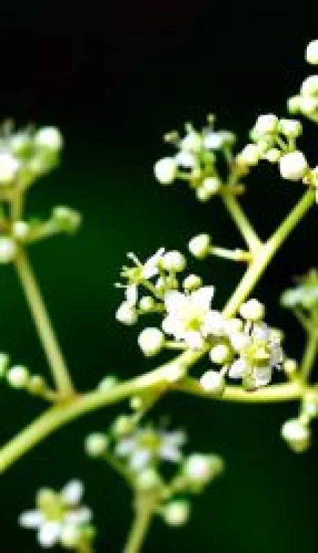 Vid del dios del Trueno