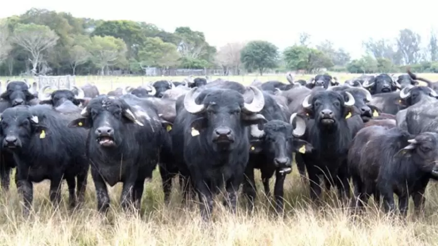 Manada de búfalos en el interior del país