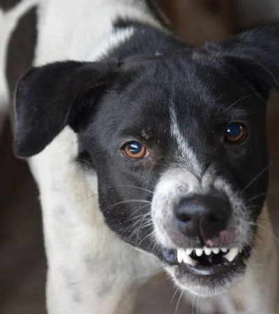 Perros: odian que jueguen con sus patas