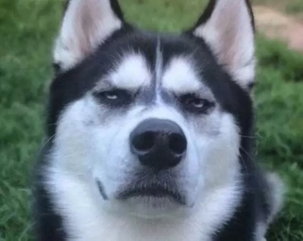 Perros: odian que jueguen con su comida