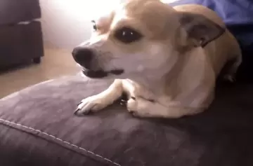 Diez cosas que los perros odian, y que seguimos haciendo