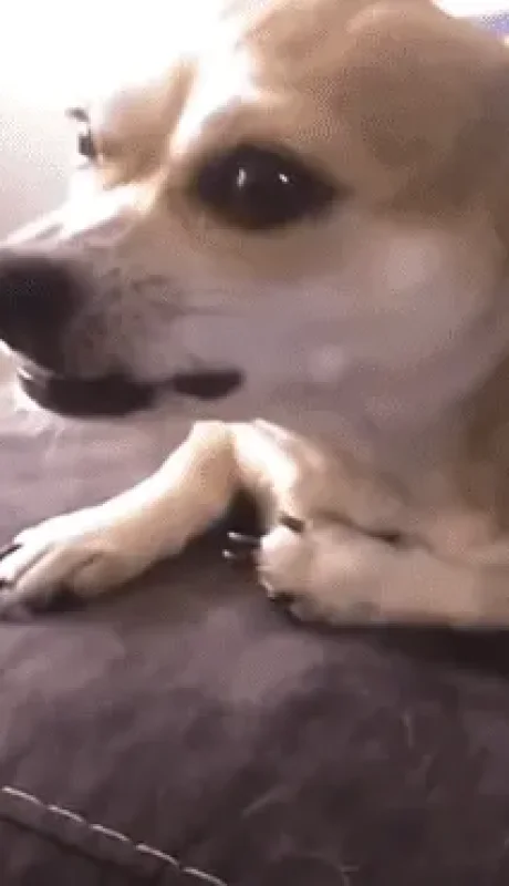 Perros: odian que jueguen con sus patas