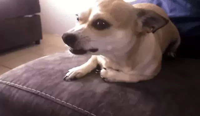 Perros: odian los abrazos