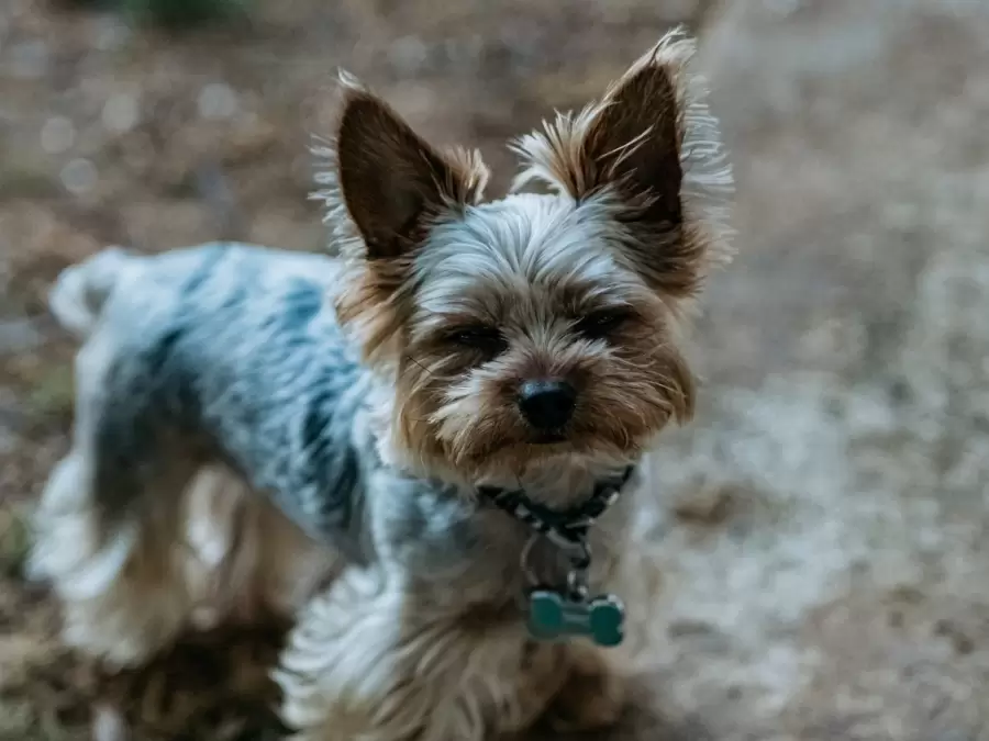 Perros: odian los perfumes