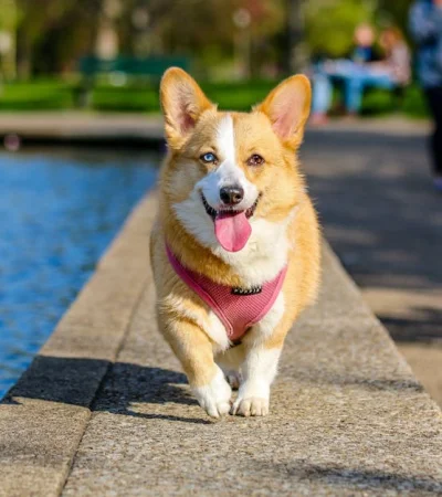 Corgi Galés