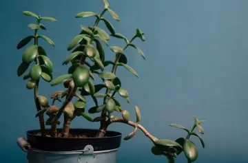 Tener esta planta en tu casa te asegura la pronta llegada de dinero