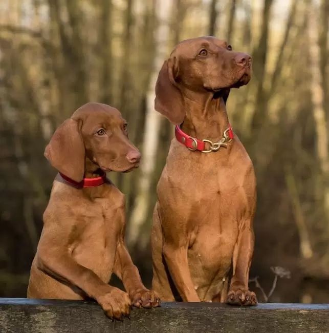 2 Perros Vizsla De Pie Sobre Una Plancha De Madera Marrón