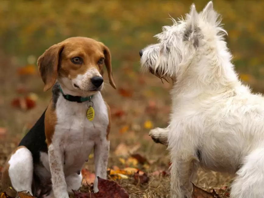 Cachorros Beagle Tricolor Y West Highland White Terrier Jugando En El Césped