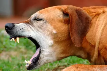 Cómo proteger a nuestros amigos peludos de la tos de las perreras