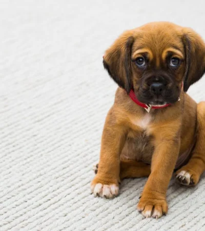 Cachorro de pastor alemán