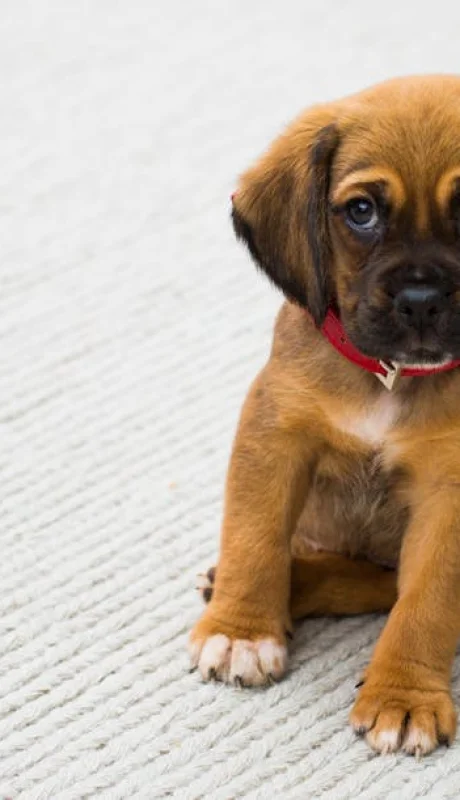 Cachorro de pastor alemán