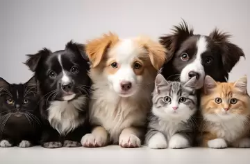 Los peligros y riesgos de no vacunar a tu mascota