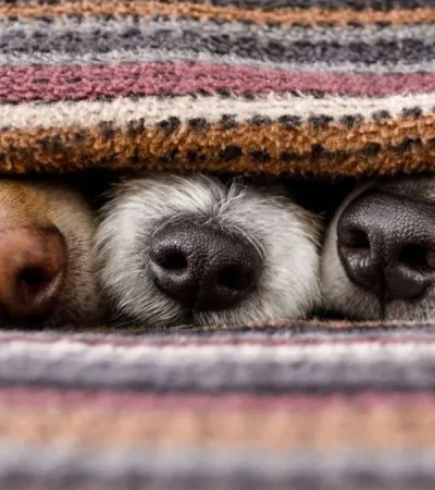 ¿Deberías tapar a tu perro mientras duerme? Expertos te revelan la verdad