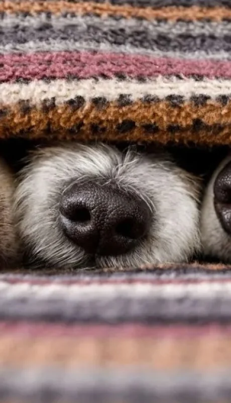 ¿Deberías tapar a tu perro mientras duerme? Expertos te revelan la verdad