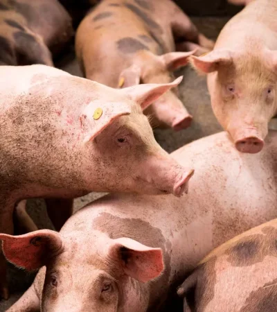 Triquinosis: protegé tu salud y conocé las claves para evitarla