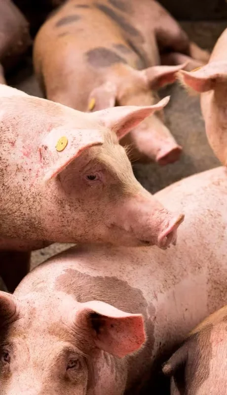 Triquinosis: protegé tu salud y conocé las claves para evitarla