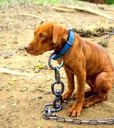 "Ley Conan" para defender a los animales./