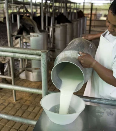 De SanCor a La Suipachense: el ocaso de las grandes lácteas en medio de un boom exportador