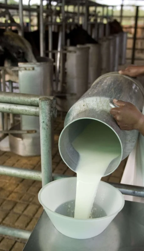 De SanCor a La Suipachense: el ocaso de las grandes lácteas en medio de un boom exportador