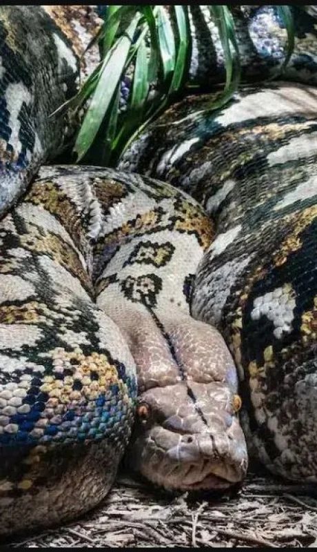 Una Pitón de 8 metros