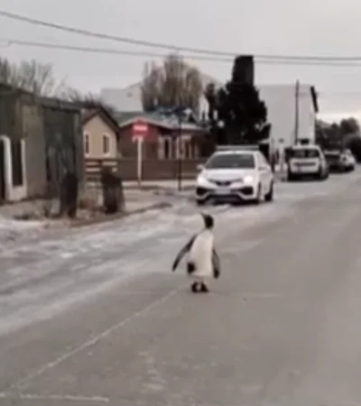 Una mujer grabó el momento y el video fue tomado por la cuenta del SMN.