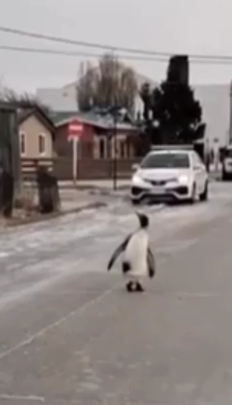 Una mujer grabó el momento y el video fue tomado por la cuenta del SMN.