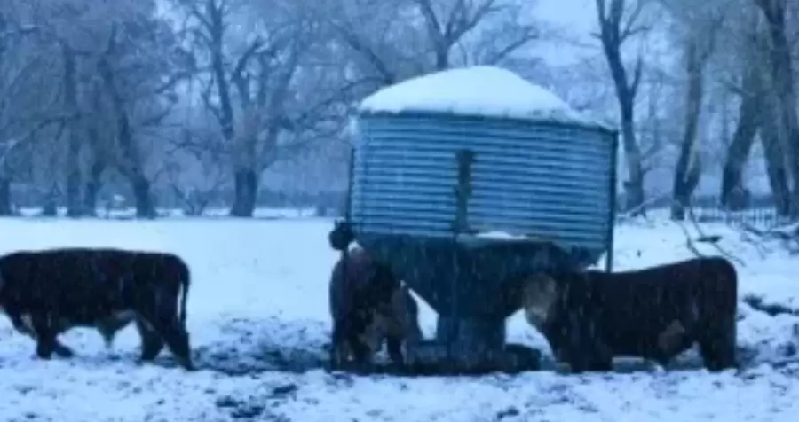 La condición del ganado vacuno en Santa Cruz es preocupante debido a no puede llegar el alimento producto del corte de rutas por el nuevo temporal.